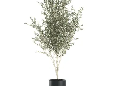 Decorative olive tree in a black flowerpots 647 3D model