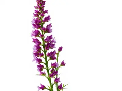Purple Flower Model Pack for Rendering and Game Engines Low-poly 3D model