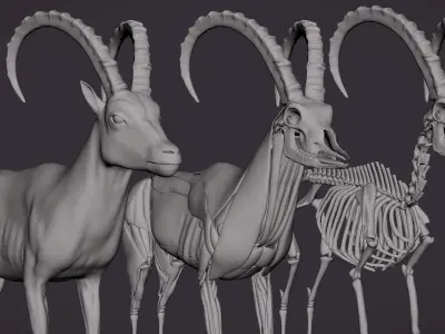 IBEX MODEL - VFX SIMULATION READY 3D model