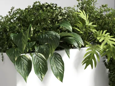 Indoor plant 29 in white bax pot Low-poly 3D model