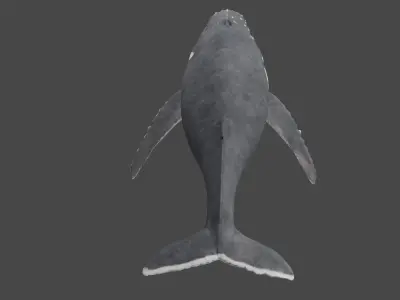 Humpback Whale  3D model