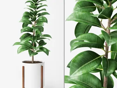 Ficus Elastica 2 3D model