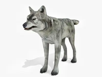 Wolf - Animated Low-poly 3D model