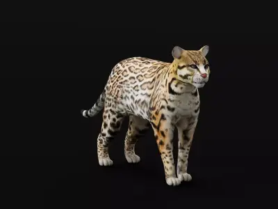 Ocelot Wild Cat Low-poly 3D model