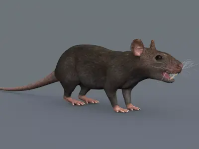 Top Rat - 8k - 3d animated mouse 3D model