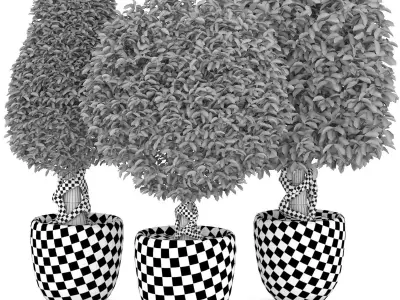 Collection of plants 001 Boxwood trees 3D model