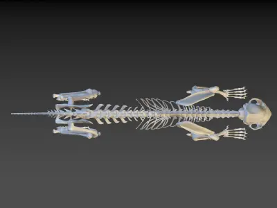Cat Skeleton 2in1 3D model
