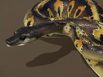 Blackhead Ball Python 3D model