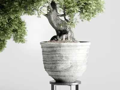 Bonasi Tree in a concrete vase set indoor plant 411 Low-poly 3D model
