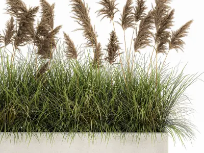 Pampas grass for landscaping 1069 3D model