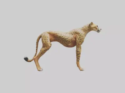 Cheetah Muscles Model 3D model