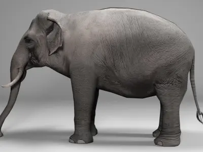 Asian Elephant Animated Low-poly 3D model