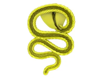 Luxury Sculpted Snake Ring 3D Model 5062 3D print model