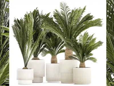 Set of plants in white pots for outdoors Cycas 1426 3D model