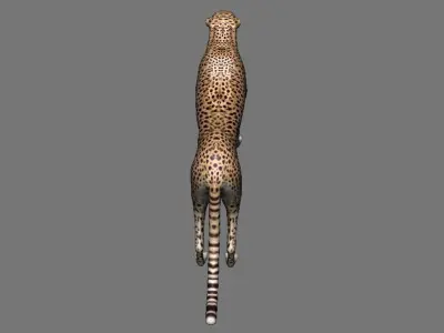Leopard Panther Puma Jaguar Model Rig Low-poly 3D model