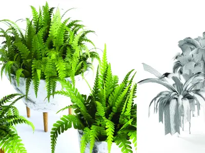 fern plan 3D model