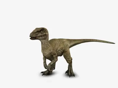 Velociraptor 3D model