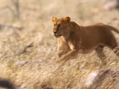 Female Lion Animated VFX Grace   3D model