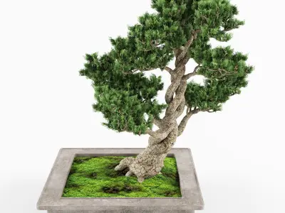 Bonsai tree 04 3D model