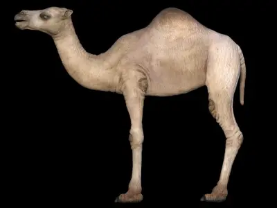 Camel 3D model