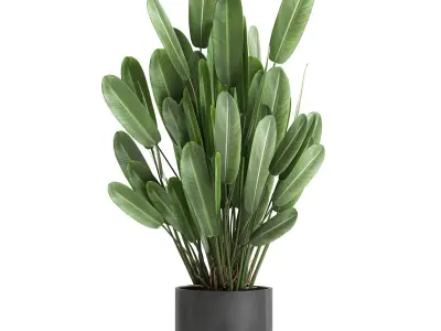 Strelitzia in a pot for the interior 738 3D model