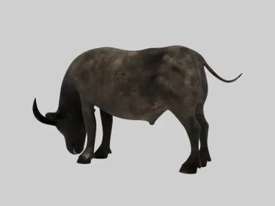 Buffalo Animated VFX Grace Low-poly 3D model