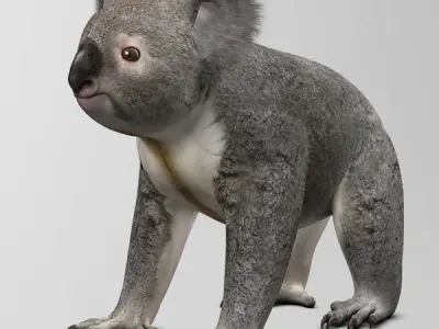 Koala 3D model