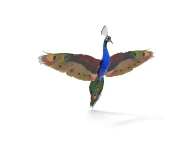 Vibrant Peacock model pack Low-poly 3D model