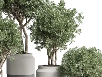Collection Indoor plant 189 concrete dirt vase pot Tree 3D model