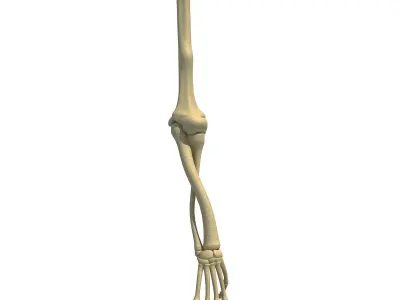 Bones of Animal Skeleton Arm 3D model