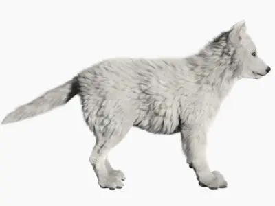 Wolf baby with realistic fur Low-poly 3D model