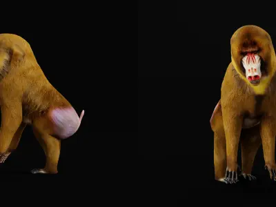 Mandrills Monkey Low-poly 3D model