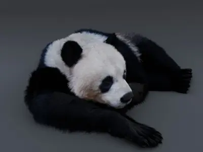 Panda Bear 3D model