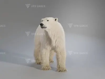 Polar Bear Animation 3D model