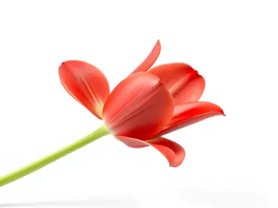 Tulipa Red Flower Vibrant Petals model pack Low-poly 3D model