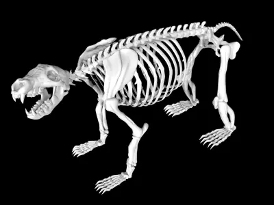 Bear Skeleton Low-poly 3D model