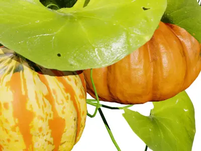 Pumpkin Vine 3D Model Low-poly 3D model