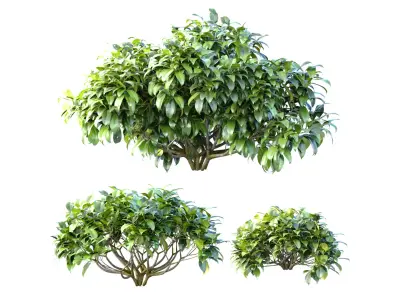 Outdoor garden plants shrubs bush tree 3D model