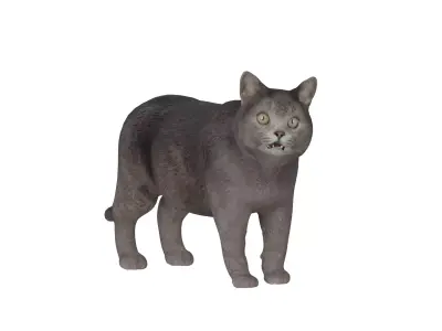 British Shorthair Domestic Cat Low-poly 3D model