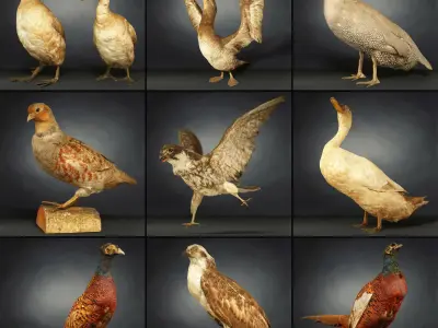 36 Animal Models Master Collection Low-poly 3D model