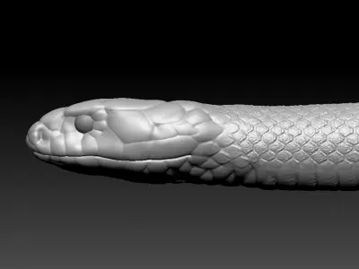 Cobra Zbrush Model 3D model