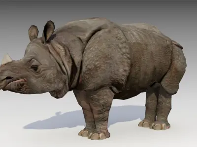 Asian Rhinoceros Animated Low-poly 3D model