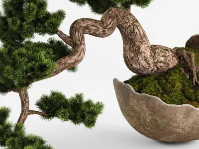 Bonsai Pinus Sylvestris Tree 3D model