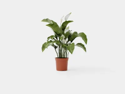 Spathiphyllum Sw Lauretta Low-poly 3D model