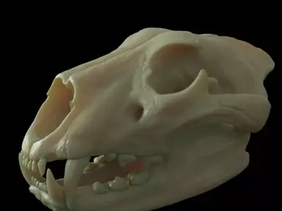 Lion skull for 3D print 3D print model