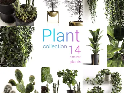 Houseplants collection