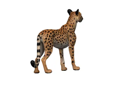 Cheetah Low-poly 3D model shop