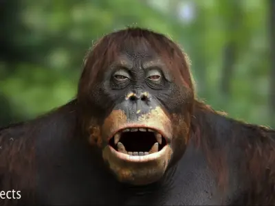 Realistic Orangutan 3D Model High End VFX  3D model