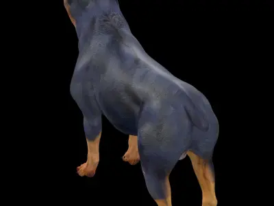 Rottweiler Dog Rig 3D model