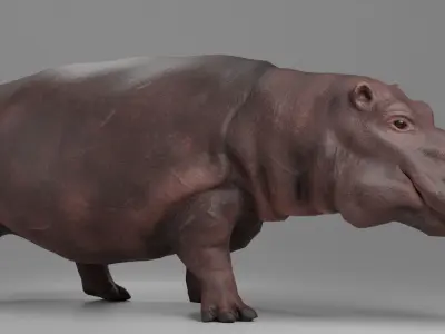 Hippopotamus Rigged and Tested for Animatetion Low-poly 3D model